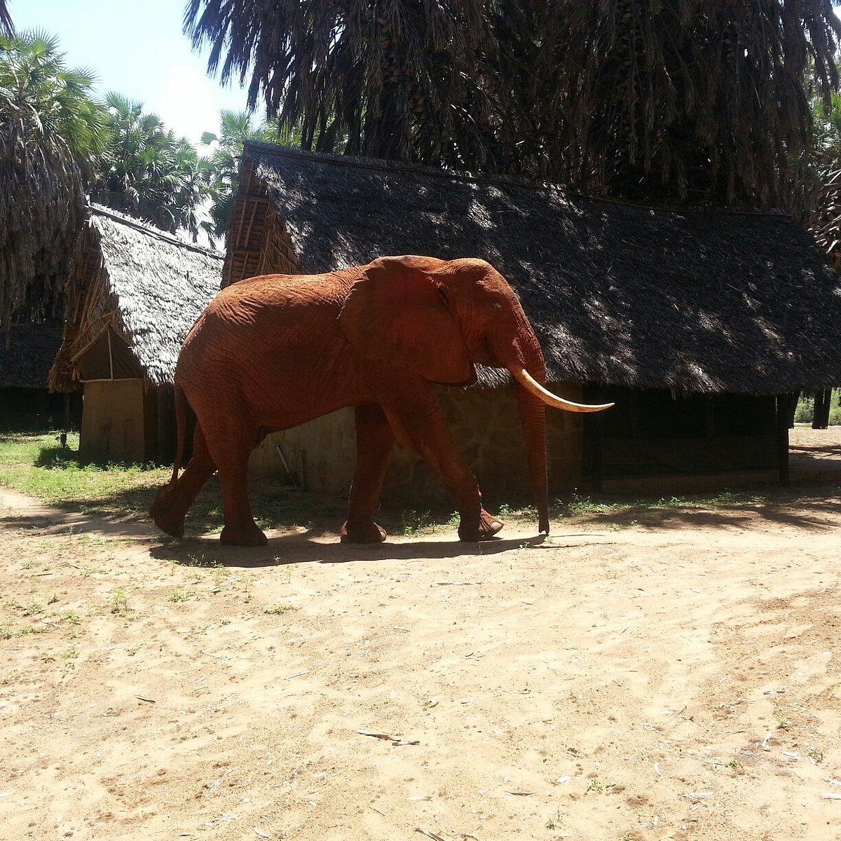 Epiya Chapeyu - Tsavo East hotel view 7